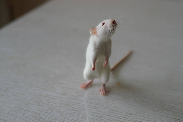 Red decorative rat isolated on a white background. Mouse for cutting and copying. Photo of a rodent for the inscription and title.