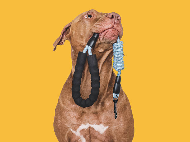 istock Lovable dog with a leash in his mouth 2252665517