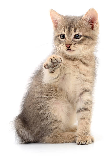 istock Cute sitting gray tabby kitten with raised paw isolated on white 2252665725