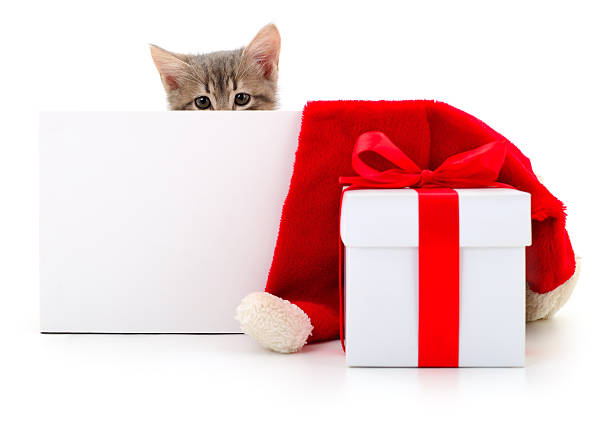 Horizontal image featuring the head of a small gray tabby kitten peeking out from behind a blank white sign or banner, placed next to a white gift box with a red ribbon and a red Santa hat, all isolated on white.