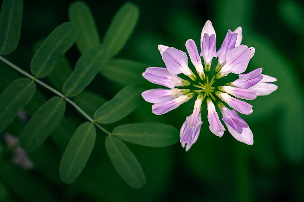 High-angle macro shot of a purple and white Crown Vetch flower blooming in a geometric star shape. The image features a clean, minimalist composition with green leaves on the left and a soft, dark green blurred background. Perfect for botanical posters or wellness backgrounds.