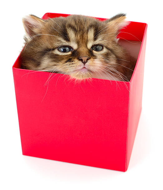 Tabby cat in a delivery box. The concept of the stress of our pets when buying a new house or relocation. Pet sitting in a cardboard box.