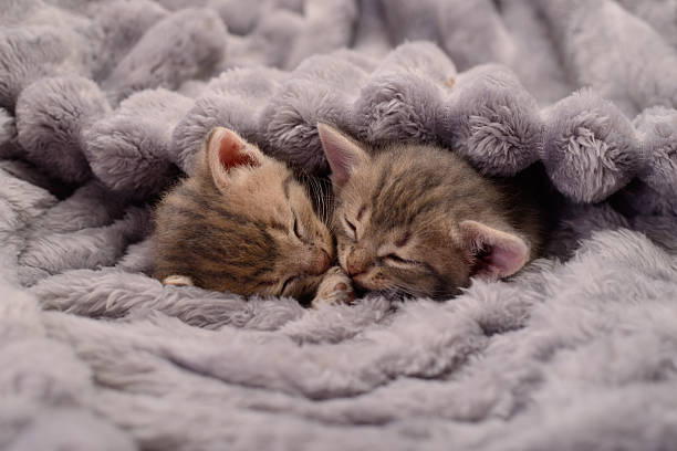 istock Two cute tabby kittens sleeping together under a gray fluffy blanket 2252667051