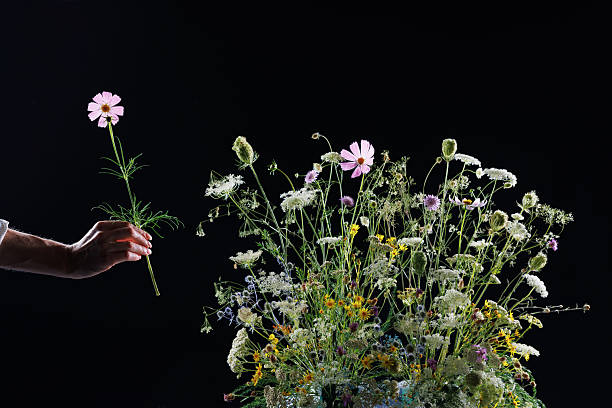 A vibrant arrangement of wildflowers against a black background, showcasing various colors and textures. The flowers include pink cosmos, white queen anne lace, and yellow daisies, creating a lively and natural display.