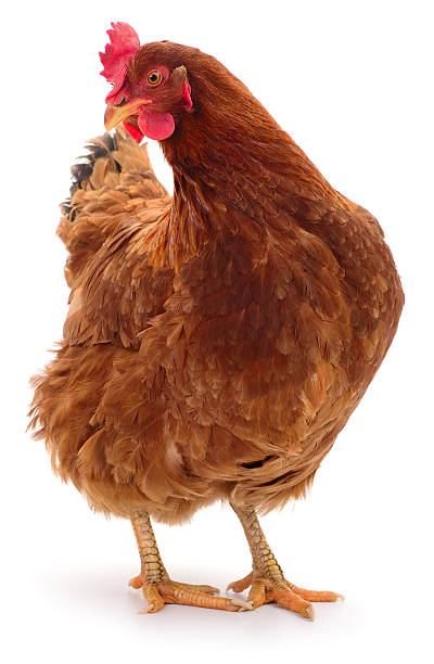 istock Brown hen standing isolated on white 2252667405