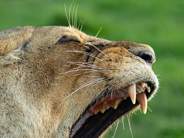 Lion cub growling