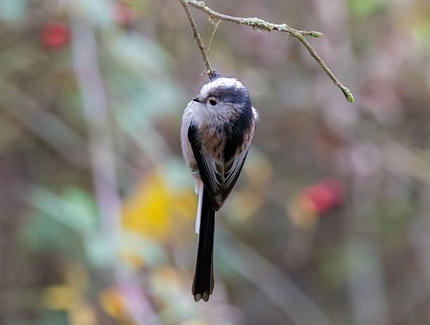 istock Long-tailed Tit in Autumn Bokeh 2252667512