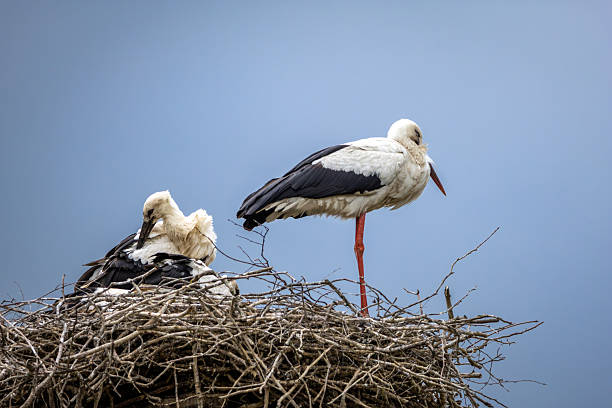 istock Pair of White Storks (Ciconia ciconia) in a Huge Nest Against a Cloudy Sky 2252667612