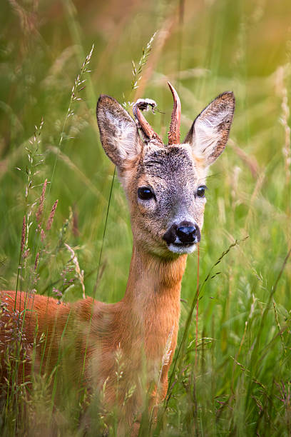 istock Roe Deer Buck (Capreolus capreolus) with Damaged Antlers in Tall Grass 2252667826