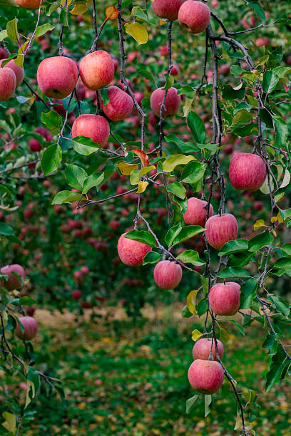 This apple is an apple that is harvested in autumn.