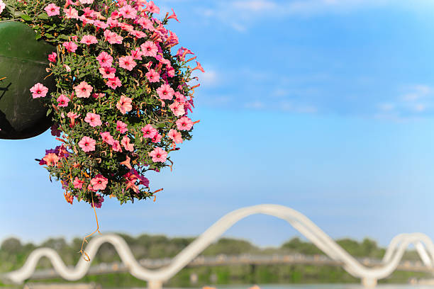 spring blossom flower pot foreground landscaped design park outdoor space wide panoramic background concept with bridge oval architectural object view in clear weather April day time empty copy space