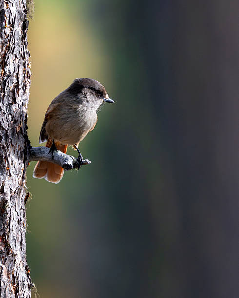 istock Perisoreus infaustus, siberian jay 2252669316