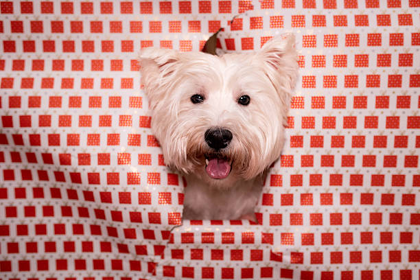 A beautiful white little dog surrounded by Christmas decorations.