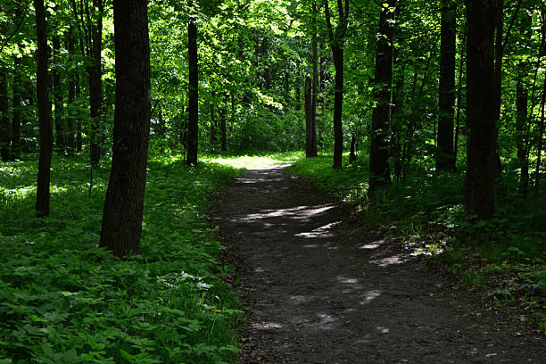 istock an empty Winding Trail Through a Verdant Woods in shadow with sunlight 2252669863
