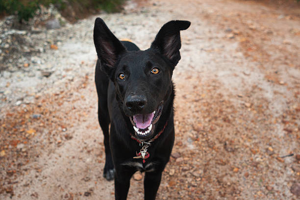 A candid rural scene featuring a black dog walking along a dirt road. The background suggests a farm setting, capturing the simplicity and companionship of animals in the countryside life.