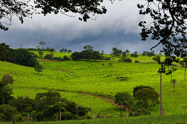 A moody view of a dirt road cutting through the Cerrado vegetation on a cloudy, rainy day. The wet grass and the overcast sky create a soft, diffused light over the countryside scenery.