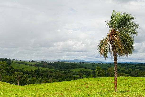 A dynamic landscape in the Cerrado where a prominent palm tree has its leaves swaying in the wind. The composition features a grassy field in the foreground and a forest in the background under a cloudy sky.