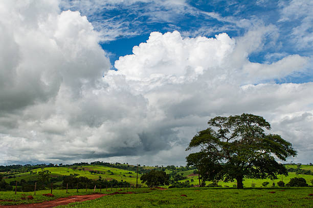 A moody and atmospheric view of a dirt road during a rainy day. The wet Cerrado vegetation and the heavy clouds create a sense of isolation and the typical damp climate of the rainy season in the countryside.
