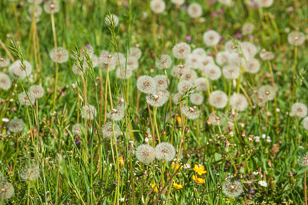 Flower meadow with dandelion flowers in fruit; Germany