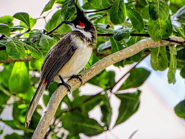 istock THE PYCNONOTUS JOCOSUS 2252672350