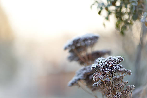 Peaceful winter landscape in the morning with frozen ice crystals