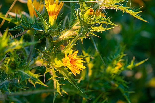 Scolymus hispanicus - Bird Paradise National Park