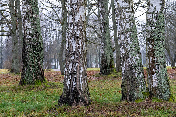 istock Birch Tree Trunks with Moss and Lichen in Late Autumn Park Landscape 2252672727