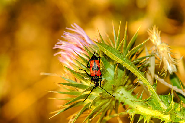 Heart longhorn beetle (Stictoleptura cordigera) - Bird Paradise National Park