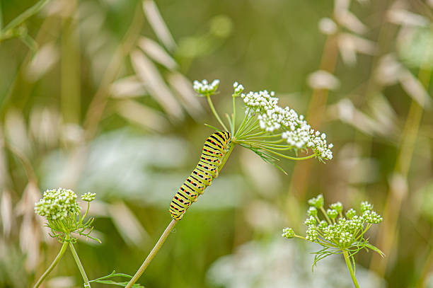 A swallowtail caterpillar the day before it pupates