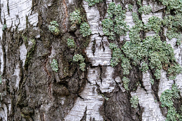 Birch Tree Bark with Green Lichen Natural Texture Close Up