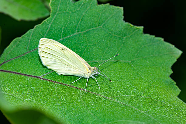 Butterfly on leaf in jungle the beauty of nature
