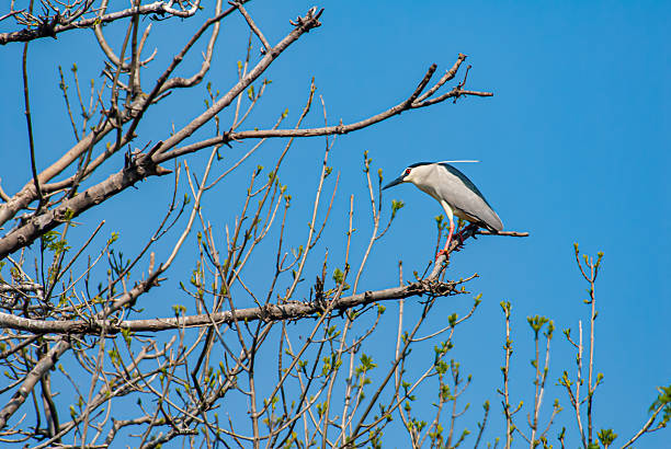 Black-crowned Night Heron / Nycticorax nycticorax - Bird Paradise National Park