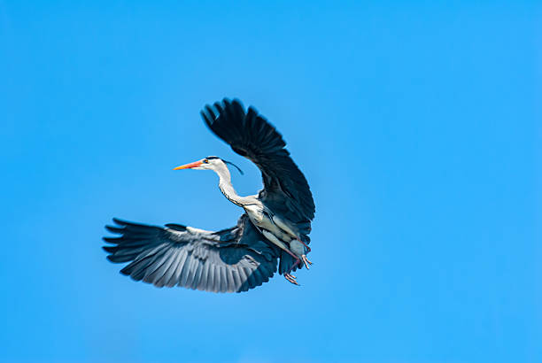 Grey heron with wings fully spread in the clear sky - Bird Paradise National Park