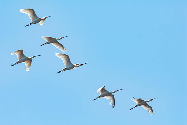 A flock of Eurasian teal (Anas crecca) in the clear sky. - Bird Paradise National Park
