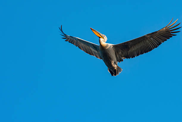 Dalmatian Pelican with wings spread - Bird Paradise National Park