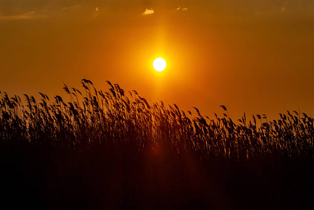 Silhouettes of reeds at sunset - Bird Paradise National Park
