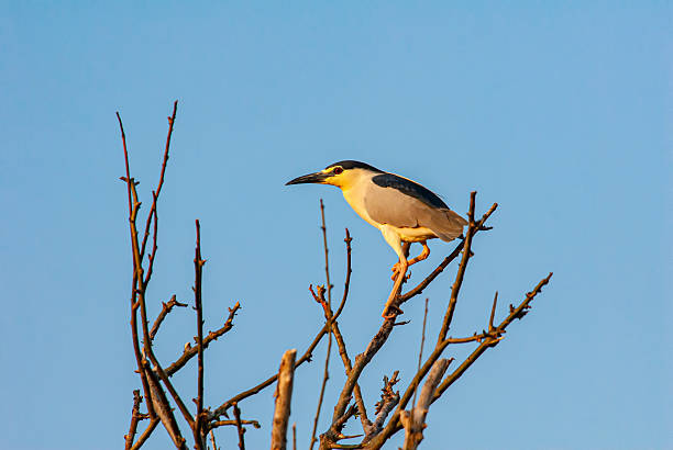 Black-crowned Night Heron / Nycticorax nycticorax - Bird Paradise National Park