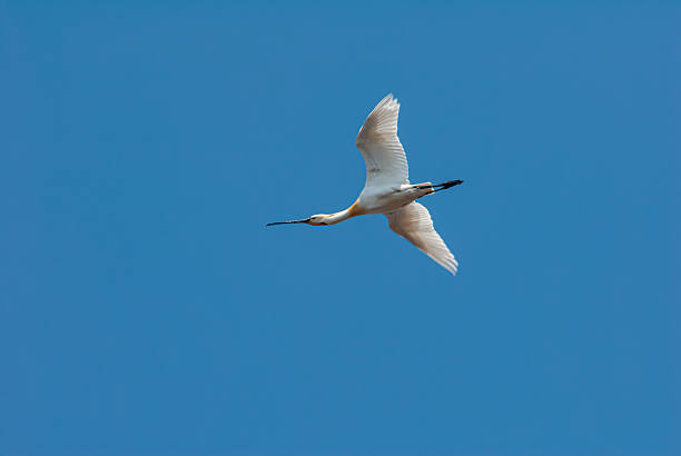 The Eurasian teal (Anas crecca) in the clear sky. - Bird Paradise National Park