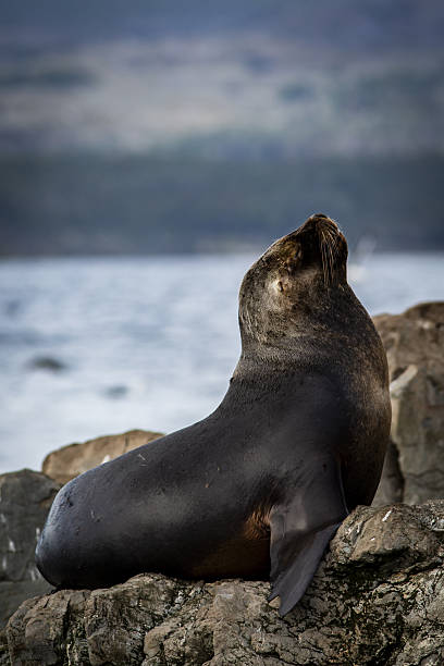 istock USHUAIA  Argentina 2252676239