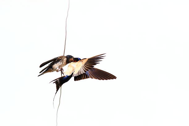 istock young swallows waiting for food 2252676955