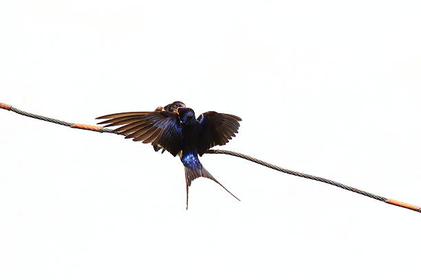 istock young swallows waiting for food 2252676997