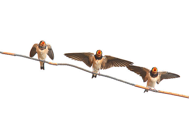 It is a summer evening in the northern hemisphere (August). A barn swallow is perching and resting on an electric cable. Another one flies right in front of it, very close. Night follows, which is not easy for diurnal birds, because at night there are all kinds of predators
