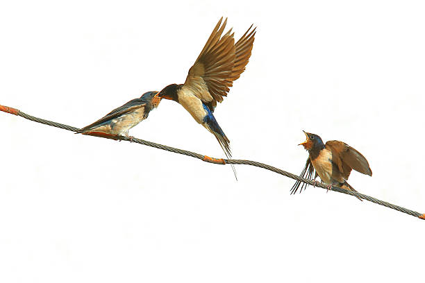 It is a summer evening in the northern hemisphere (August). A barn swallow is perching and resting on an electric cable. Another one flies right in front of it, very close. Night follows, which is not easy for diurnal birds, because at night there are all kinds of predators