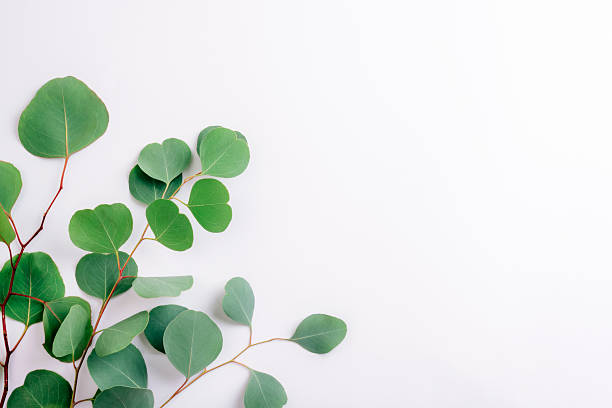 istock Green eucalyptus branches arranged on white background with minimal botanical flat lay and ample copy space 2252678159