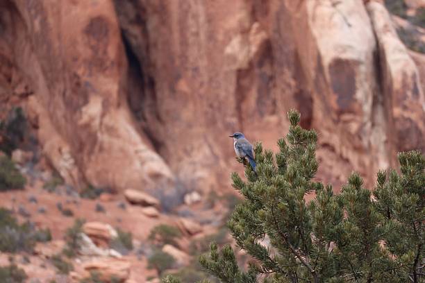 A vibrant blue bird rests atop a green pine shrub, juxtaposed against the striking vertical layers of dramatic red sandstone rock cliffs.