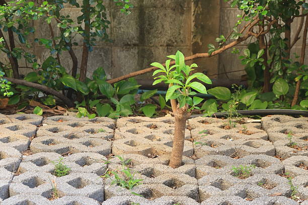 A young tree with a thick, textured, brown trunk and vibrant light-green leaves is growing directly through an opening of interlocking, grey concrete pavers. The scene highlights the resilience of nature, as the plant thrives despite growing through the hard, man-made surface.