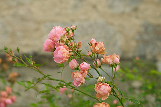 Cluster of Pink Miniature Roses Blooming on a Shrub.