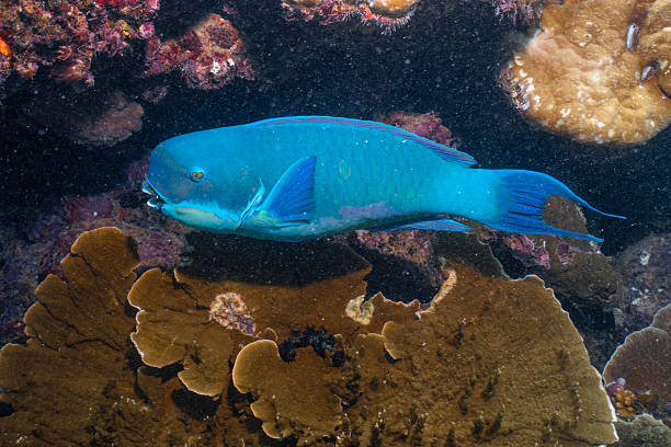 istock Blue parrotfish swimming along coral reef underwater 2252680749