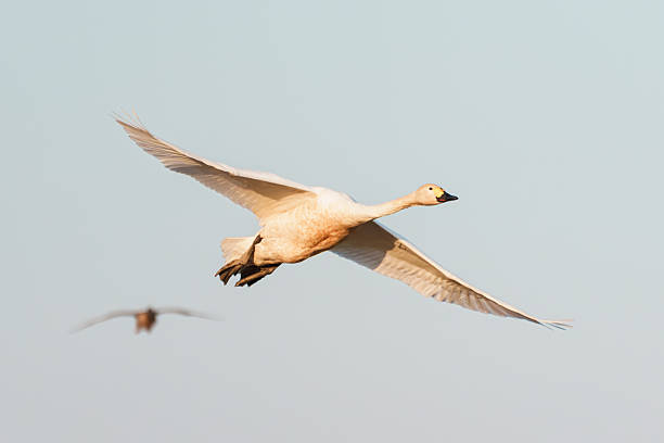 A white swan soaring through the air with its wings spread.