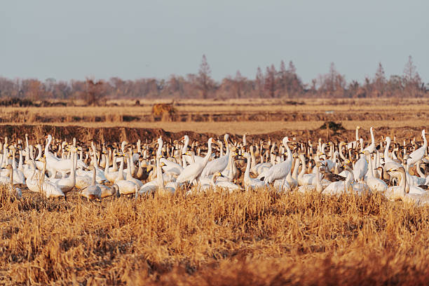 In the winter fields, flocks of wild birds gather to forage, the elegance of the cranes complementing the formations of the geese, showcasing the resilience of life and the rhythm of the seasons.